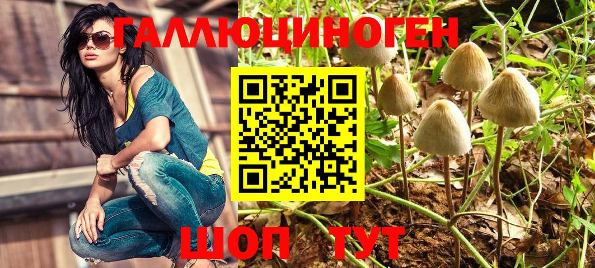 Галлюциногенные грибы Psilocybine cubensis Севастополь
